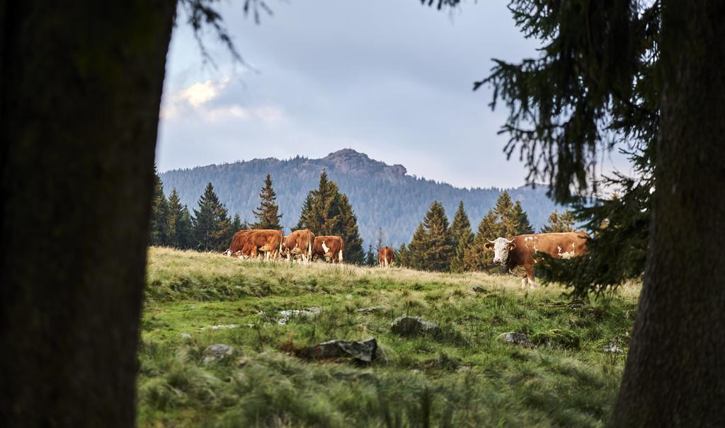 Отель Rehwinkel Боденмайс Экстерьер фото